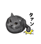 あっネコがいる！（個別スタンプ：5）