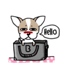 BIRKIN the Chihuahua（個別スタンプ：1）