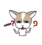 BIRKIN the Chihuahua（個別スタンプ：3）