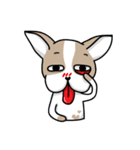 BIRKIN the Chihuahua（個別スタンプ：13）