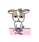 BIRKIN the Chihuahua（個別スタンプ：28）