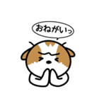 続・シーズー犬かぼちゃん（個別スタンプ：3）