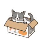 猫ねこニャン子（個別スタンプ：38）