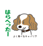 犬まみれ40犬種スタンプ（個別スタンプ：12）