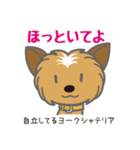 犬まみれ40犬種スタンプ（個別スタンプ：24）