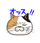 猫面相4 -ブサ猫スタンプ-（個別スタンプ：1）