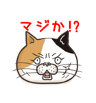 猫面相4 -ブサ猫スタンプ-（個別スタンプ：21）