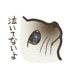おちゃめ猫とイケメン猫（個別スタンプ：24）