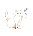 ほんわか猫スタンプ（個別スタンプ：6）