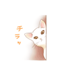 ほんわか猫スタンプ（個別スタンプ：20）