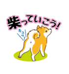 柴専2（柴犬専用）（個別スタンプ：6）