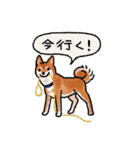 柴犬のふじ その2（個別スタンプ：4）