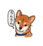 柴犬のふじ その2（個別スタンプ：6）