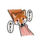 柴犬のふじ その2（個別スタンプ：8）