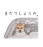 柴犬のここが好き2（個別スタンプ：17）