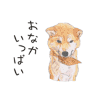 柴犬のここが好き2（個別スタンプ：23）