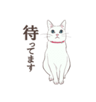 白い猫様達（個別スタンプ：1）