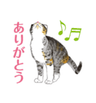 ねこのみるくちゃん（個別スタンプ：1）