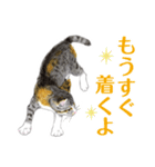 ねこのみるくちゃん（個別スタンプ：10）