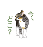 ねこのみるくちゃん（個別スタンプ：11）