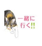 ねこのみるくちゃん（個別スタンプ：12）