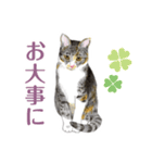 ねこのみるくちゃん（個別スタンプ：14）