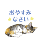 ねこのみるくちゃん（個別スタンプ：15）