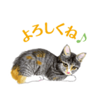 ねこのみるくちゃん（個別スタンプ：16）