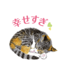 ねこのみるくちゃん（個別スタンプ：19）