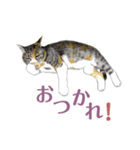 ねこのみるくちゃん（個別スタンプ：21）