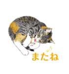 ねこのみるくちゃん（個別スタンプ：22）