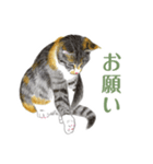 ねこのみるくちゃん（個別スタンプ：23）