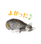 ねこのみるくちゃん（個別スタンプ：25）