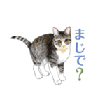 ねこのみるくちゃん（個別スタンプ：27）