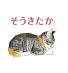 ねこのみるくちゃん（個別スタンプ：31）