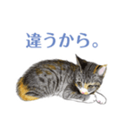 ねこのみるくちゃん（個別スタンプ：33）