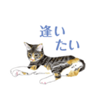 ねこのみるくちゃん（個別スタンプ：37）