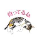 ねこのみるくちゃん（個別スタンプ：39）