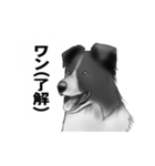 白黒の犬たち（個別スタンプ：4）