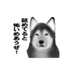 白黒の犬たち（個別スタンプ：13）