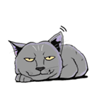 Moong The Korat Cat（個別スタンプ：1）