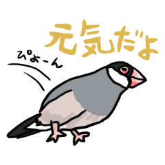 [LINEスタンプ] 桜文鳥チャッピーの画像（メイン）