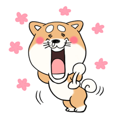 [LINEスタンプ] 柴犬「しばさん」の画像（メイン）