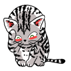 American Shorthair Cats-2