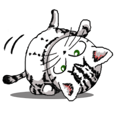 [LINEスタンプ] American Shorthair Catsの画像（メイン）