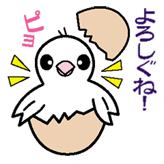 [LINEスタンプ] 福島いわき弁文鳥の「文ちゃん」