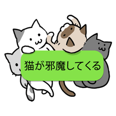 [LINEスタンプ] 会話を邪魔する猫の画像（メイン）