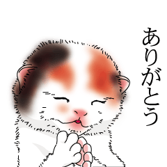 [LINEスタンプ] ちょいリアルにゃんこ★猫好きさんへ