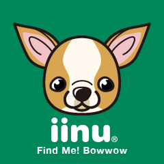 [LINEスタンプ] iinu  チワワ スムースの画像（メイン）