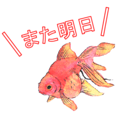 [LINEスタンプ] 金魚の画像（メイン）